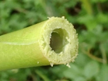 Arundo donax