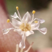 Ceanothus pauciflorus