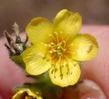 Mentzelia congesta