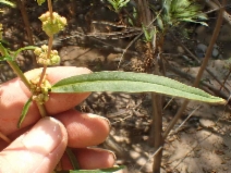 Rumex conglomeratus