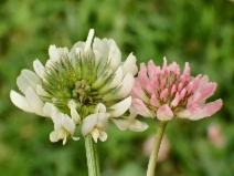Trifolium repens