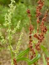 Rumex salicifolius