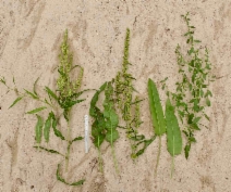 Rumex crispus
