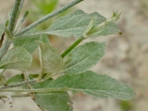 Eriogonum gracile var. gracile