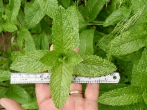 Mentha spicata