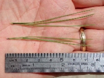 Pinus halepensis