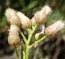 Baccharis salicifolia ssp. salicifolia