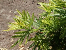 Lyonothamnus floribundus ssp. aspleniifolius - Calflora
