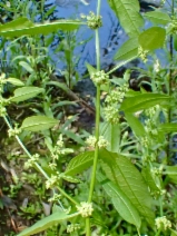 Rumex conglomeratus