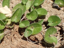 Dichondra micrantha