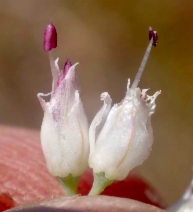 Allium sanbornii var. congdonii