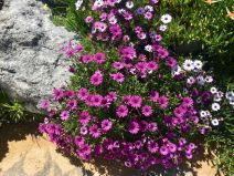 Dimorphotheca ecklonis