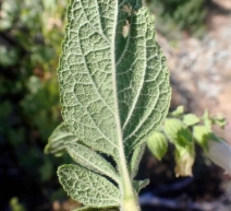 Lepechinia calycina