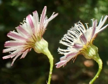 Malacothrix saxatilis