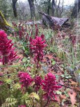 Pedicularis densiflora