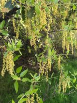 Quercus wislizeni var. wislizeni