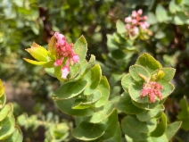 Arctostaphylos refugioensis