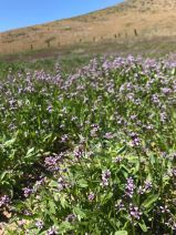Chorispora tenella