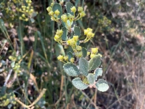 Ceanothus crassifolius var. planus