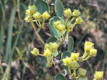 Ceanothus crassifolius var. planus