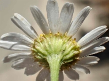 Anthemis cotula