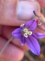 Brodiaea leptandra