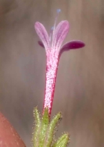 Allophyllum divaricatum