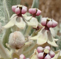 Asclepias eriocarpa