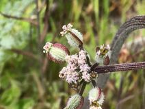 Lomatium dasycarpum