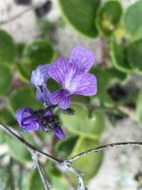 Linaria canadensis