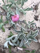 Corethrogyne filaginifolia var. californica