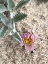 Corethrogyne filaginifolia var. californica
