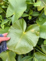 Nuphar polysepala