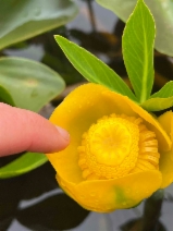 Nuphar polysepala