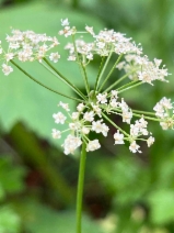 Perideridia gairdneri