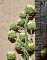 Erigeron bonariensis