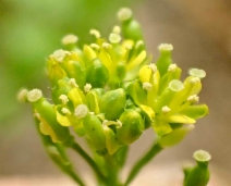 Rorippa curvisiliqua