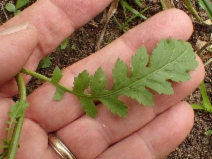 Rorippa curvisiliqua