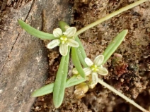 Mollugo verticillata