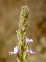 Verbena lasiostachys var. scabrida