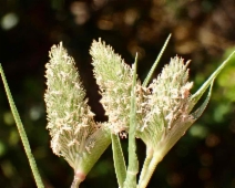 Crypsis schoenoides