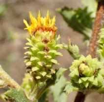 Hazardia squarrosa var. grindelioides