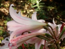 Amaryllis belladonna