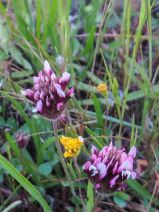 Trifolium amoenum