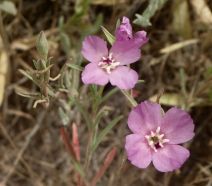 Clarkia purpurea ssp. purpurea