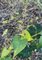 Fallopia convolvulus