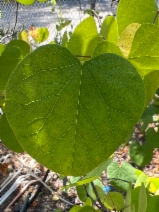 Cercis occidentalis