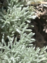 Artemisia pycnocephala
