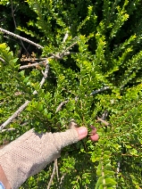Myrtus communis