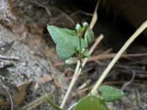 Fallopia convolvulus